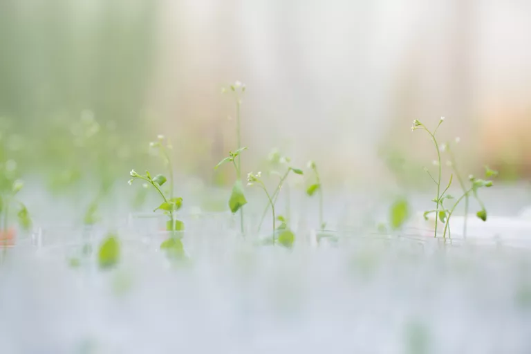 Arabidopsis
