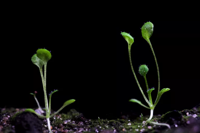 arabidopsis