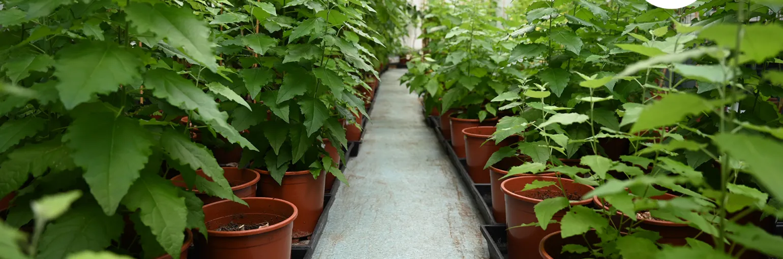 poplar plant in greenhouse