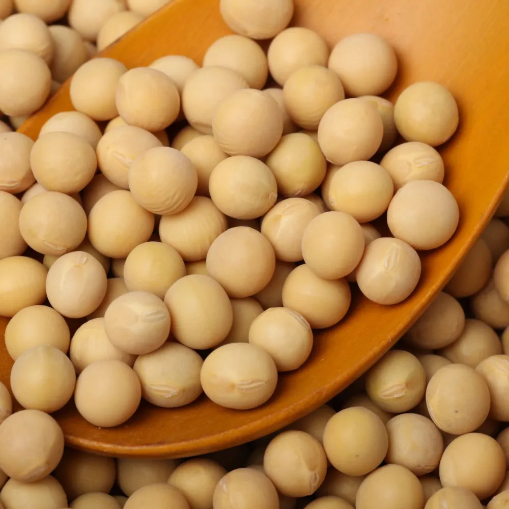 soy beans